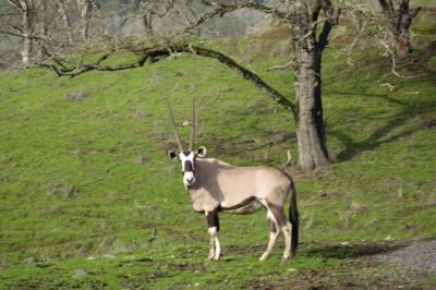 Gemsbok oryx (one of our favorites!)