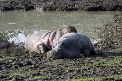 Hippo snuggles