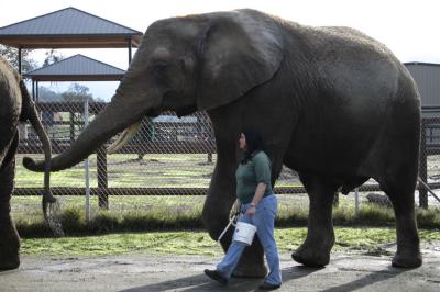 The elephants go out for a walk