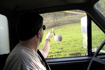 Look! Another ostrich!