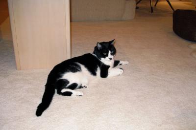 One of their kitties