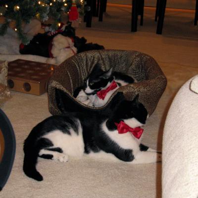 All three kitties were dressed for the occasion
