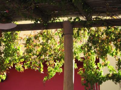 grape arbor overhead