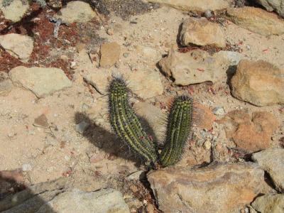 LOTS of cacti along the way