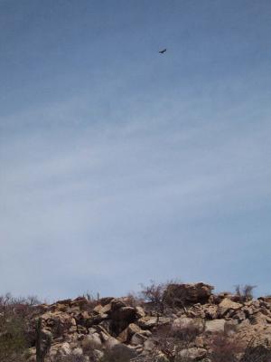 Salivating vultures overhead