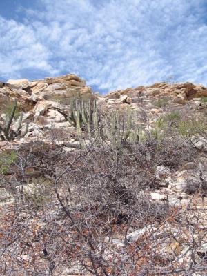 Cacti and rocks