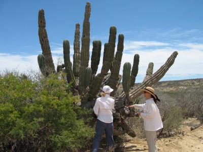 Interesting large cactus