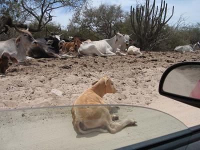 Cows on the drive home