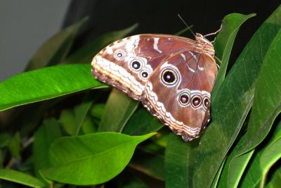 In the butterfly exhibit at the Natural History Museum