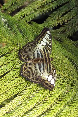 Another butterfly
