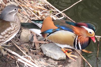 Mandarin male and female