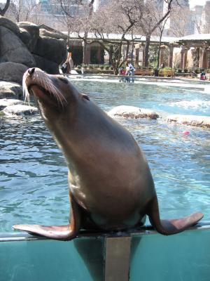 Sea lion at the Central Park Zoo