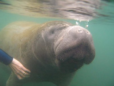 Nose bubbles