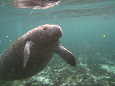 The water is more clear here