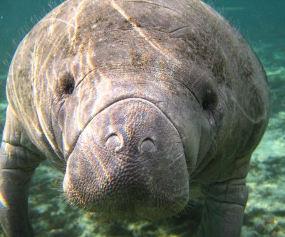Nov '07 - Swimming with Manatees