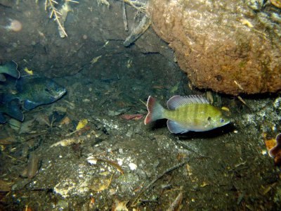 Pretty fish, too!