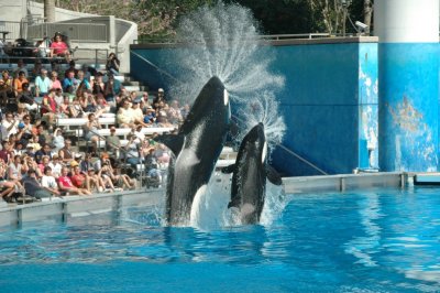 Sea World Shamu Show
