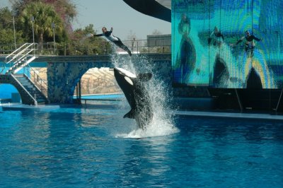 Sea World Shamu Show