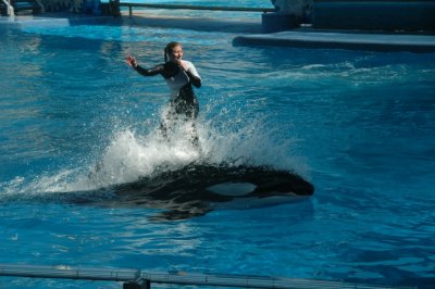 Sea World Shamu Show