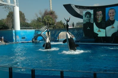 Sea World Shamu Show