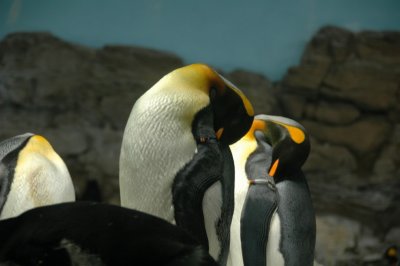 Sea World