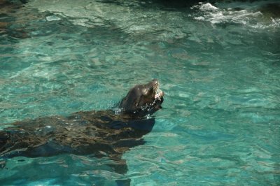 Sea World