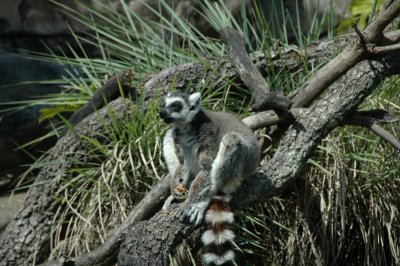 Animal Kingdom