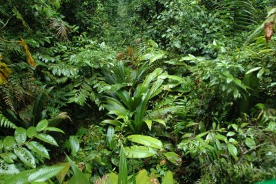 Rainforest in Costa Rica