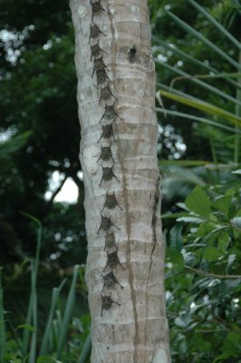 Costa Rica Bats