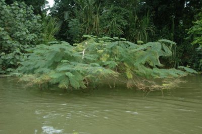 Costa Rica River