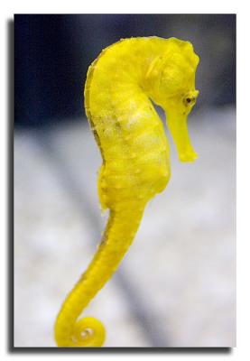 Sea Horse