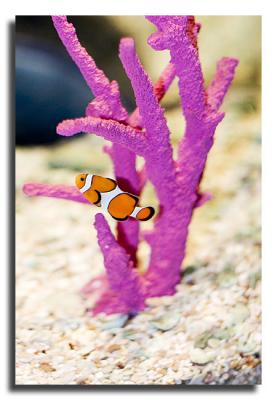 Clown Fish