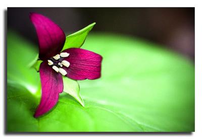 Wildflower