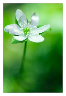 Common Wildflower