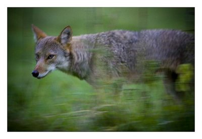 Panning Coyote