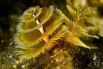 Poliqueta (Christmas Tree Worm)