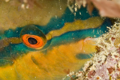 Papagaio (Parrotfish)