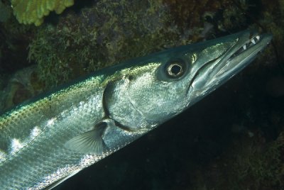 Barracuda