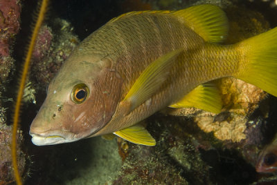 Mulata (Lutjanos apodus)