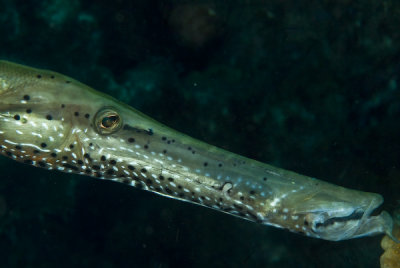 Trombeta (Trumpetfish)