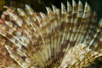 Poliqueta (Feather Duster Worm)