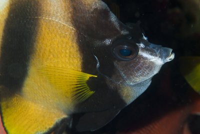 Borboleta - Red Sea bannerfish (Heniochus diphreutes)