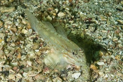 Goby - Bridled Goby (Coryphopterus glaucofraenum)