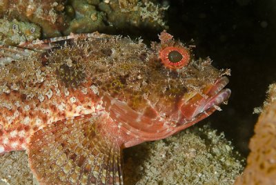 Manganga - Spotted scorpionfish (Scorpaena plumieri plumieri)