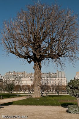 Jardin des Tuileries - 10