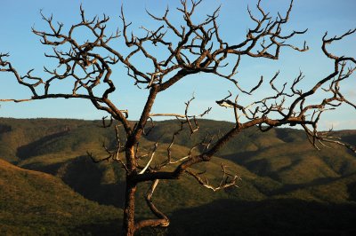 cerrado