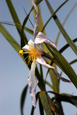 cerrado-6
