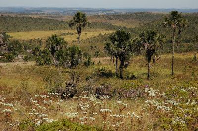 cerrado-16