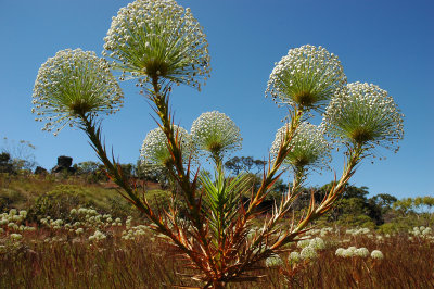 cerrado-20