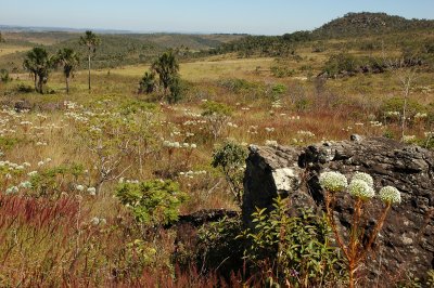 cerrado-23